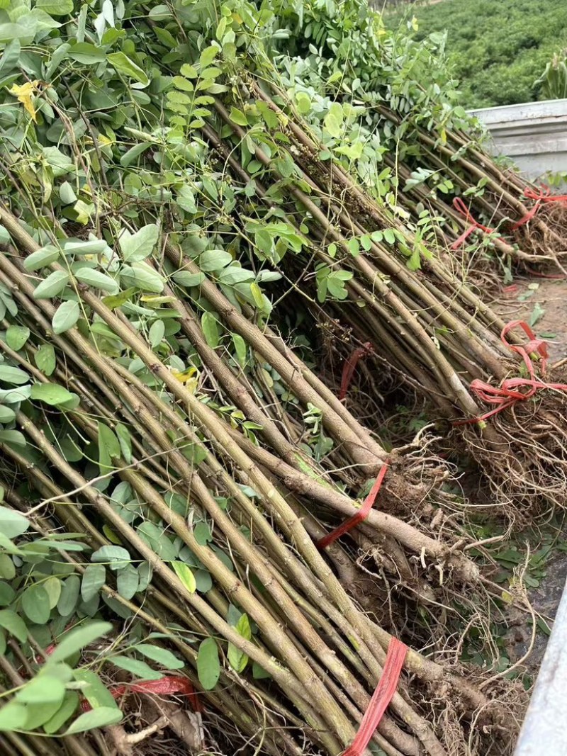 刺槐小苗