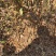 山杏苗嫁接杏树砧木苗荒山绿化苗