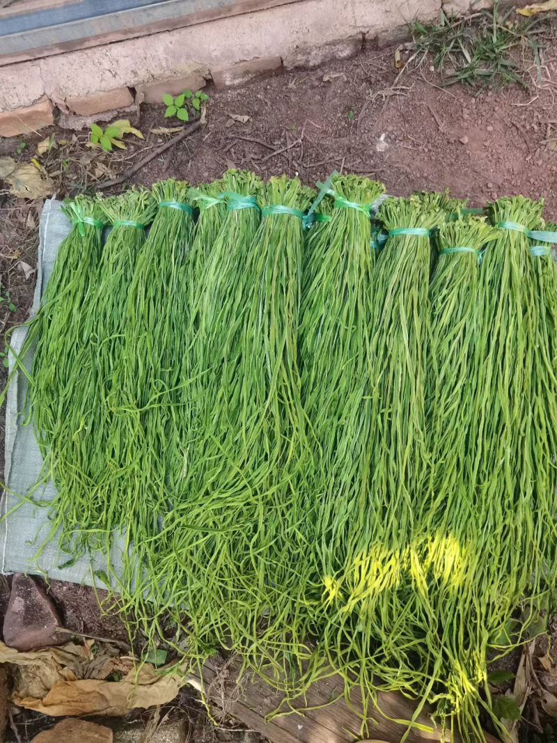 精品优质火锅贡菜产地直供爽口贡菜干货源充足欢迎选购