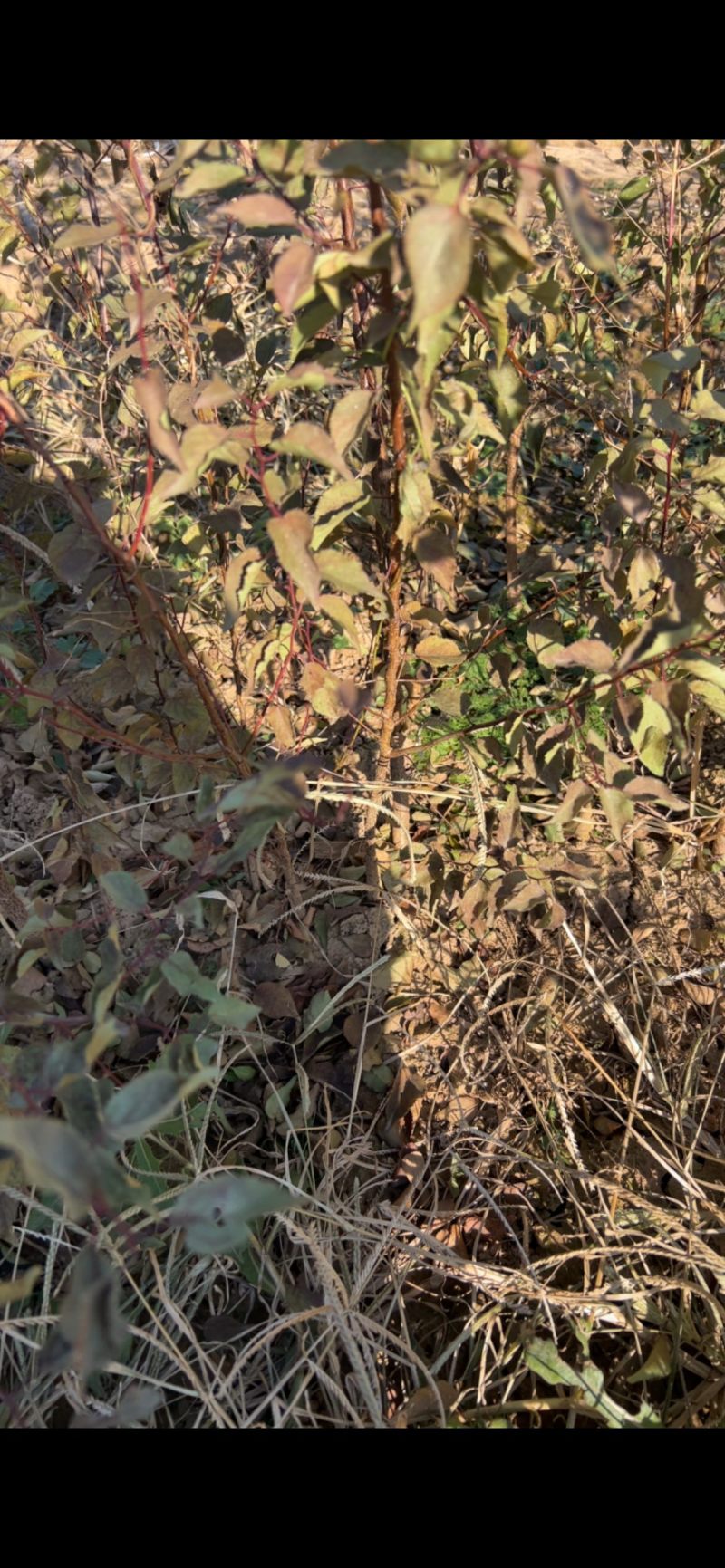 山杏苗嫁接杏树砧木苗荒山绿化苗