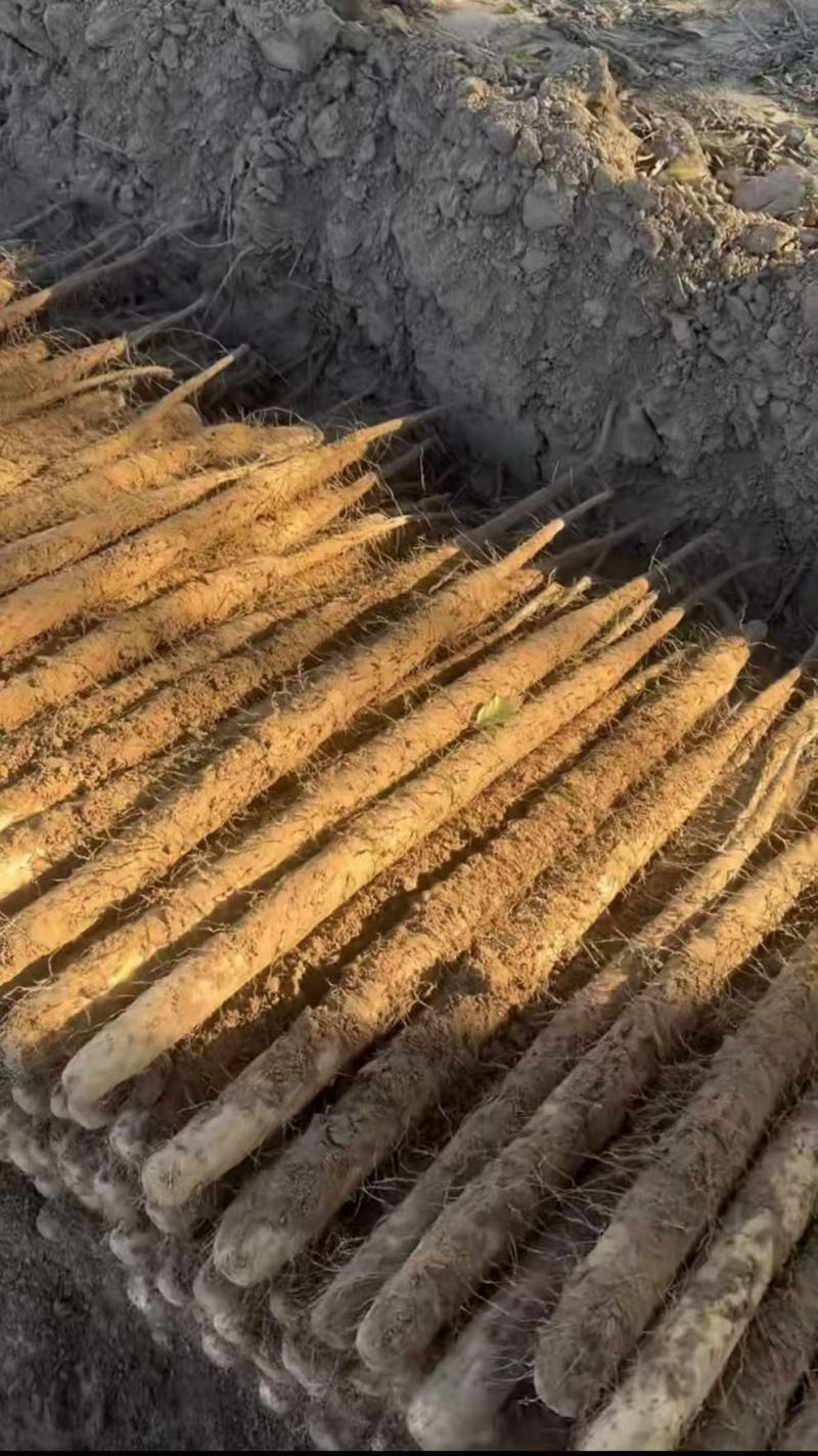 河北小白嘴山药双棒山药大量上市产地直发保质保量欢迎联系
