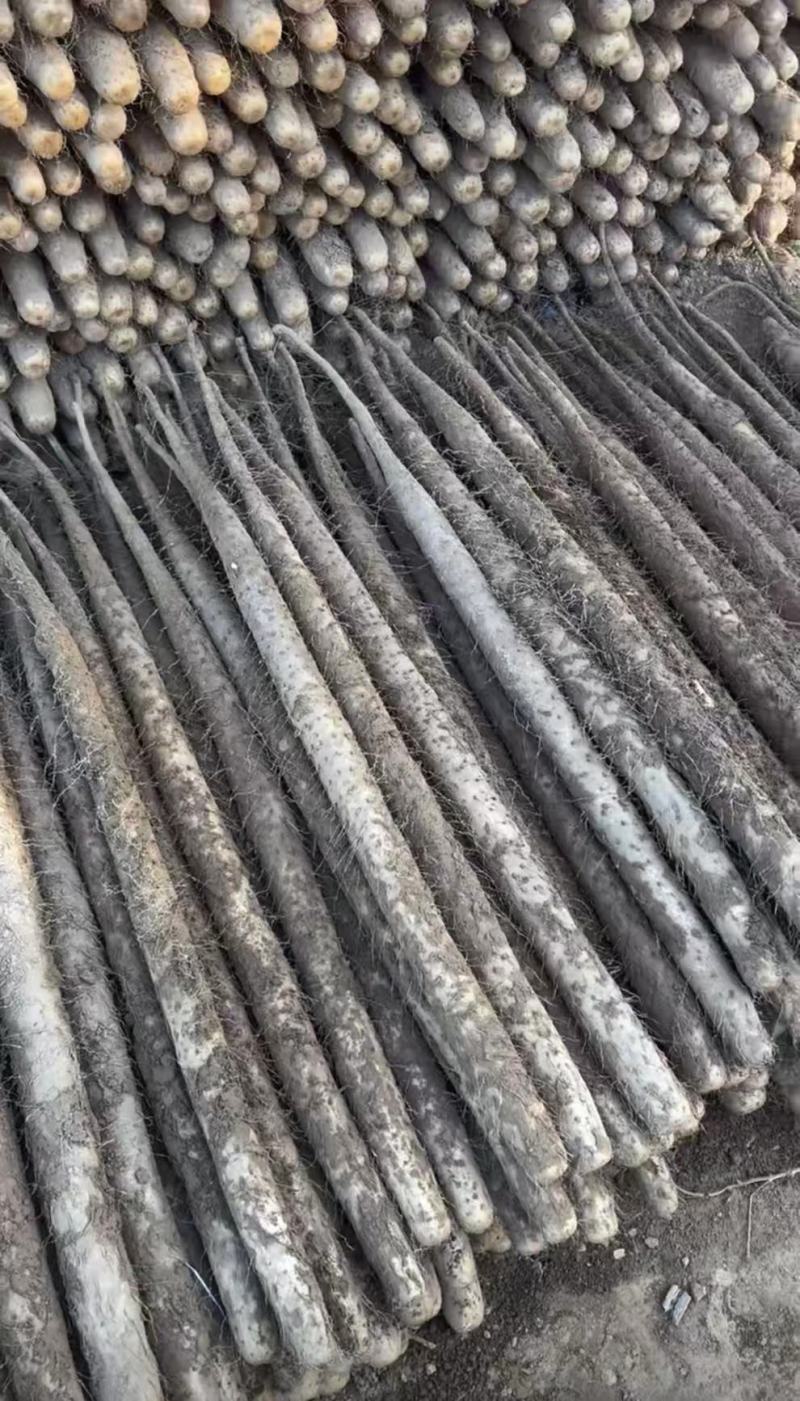 河北小白嘴山药双棒山药大量上市产地直发保质保量欢迎联系