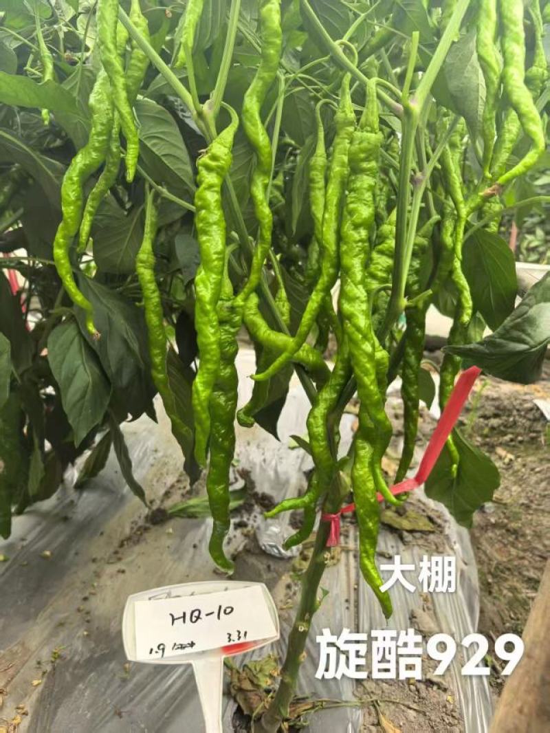 旋酷929辣椒种子长果螺丝椒早熟高产抗病辣味浓春播蔬菜