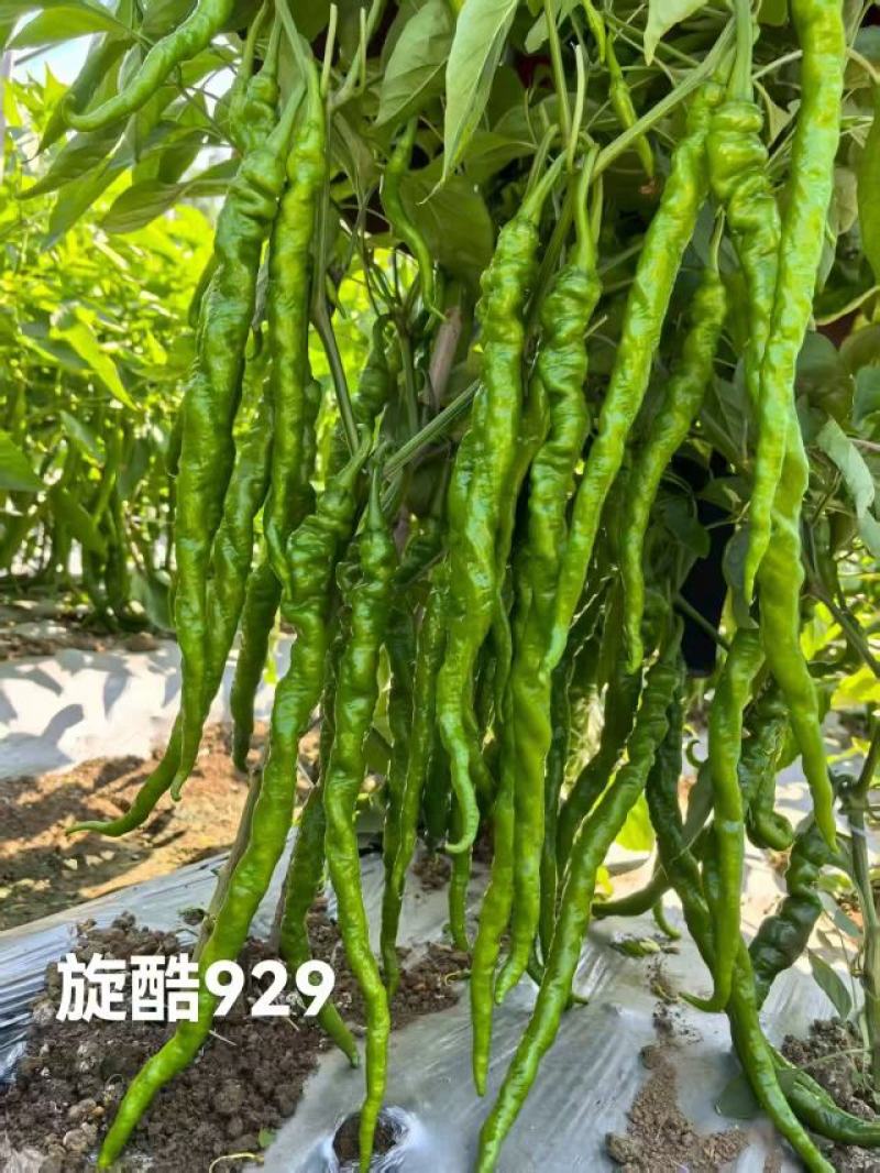 旋酷929辣椒种子长果螺丝椒早熟高产抗病辣味浓春播蔬菜
