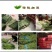 精品优质火锅贡菜产地直供爽口贡菜干货源充足欢迎选购