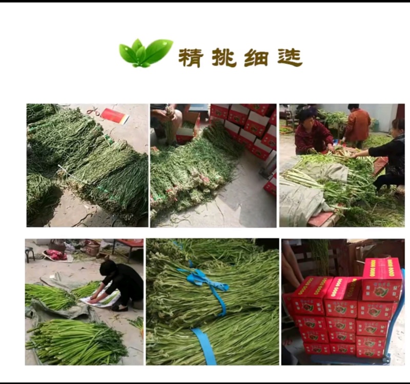 精品优质火锅贡菜产地直供爽口贡菜干货源充足欢迎选购