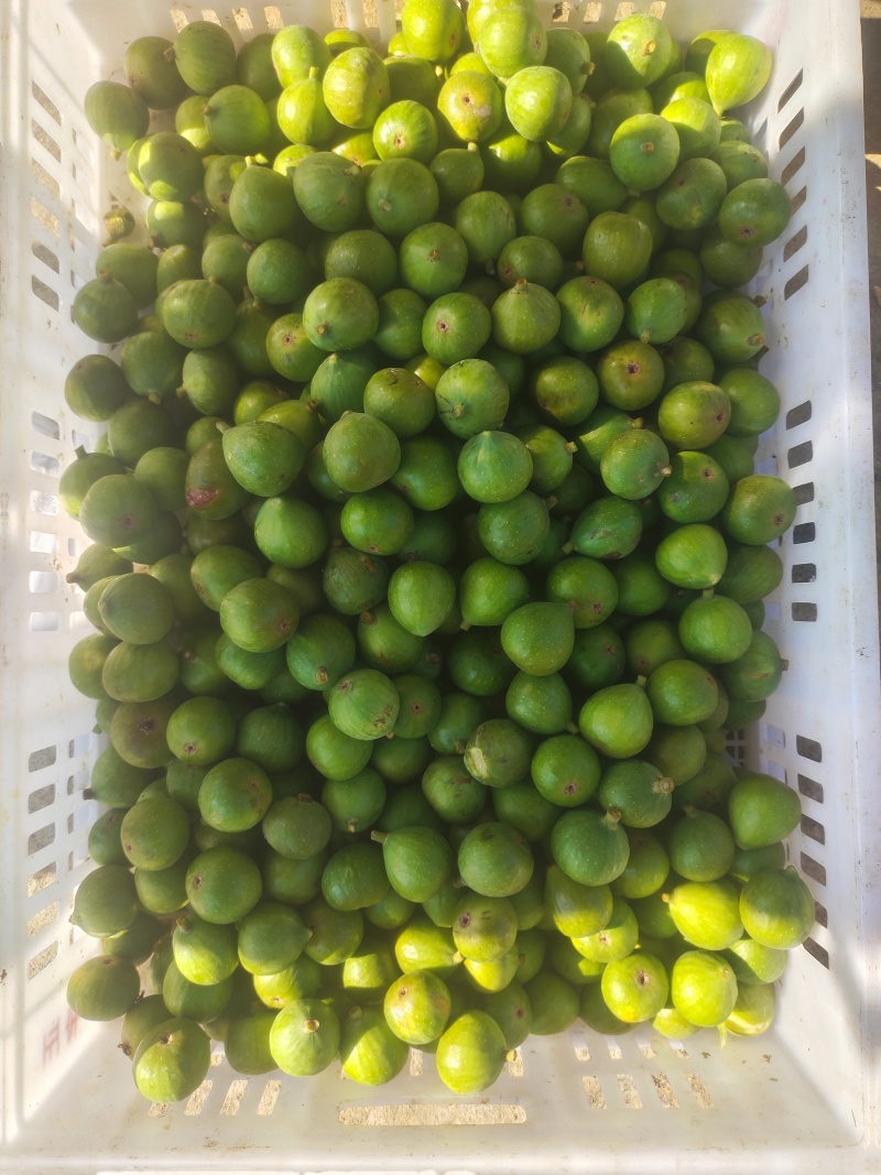 山东省威海市荣成市港西镇特产无花果工厂果，大量供应。
