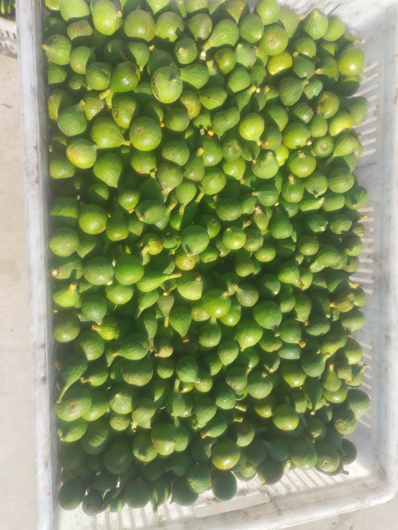 山东省威海市荣成市港西镇特产无花果工厂果，大量供应。