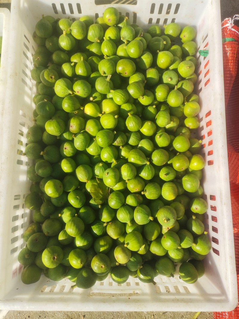 山东省威海市荣成市港西镇特产无花果工厂果，大量供应。