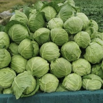 包菜大量有货基地直供品质优可视频看货欢迎咨询来电
