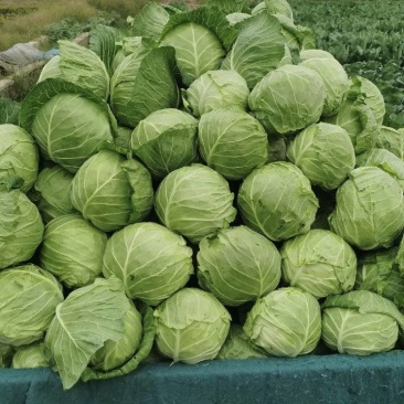 包菜大量有货基地直供品质优可视频看货欢迎咨询来电