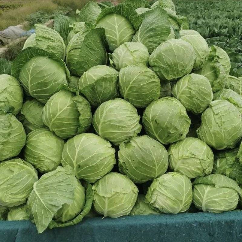 包菜大量有货基地直供品质优可视频看货欢迎咨询来电
