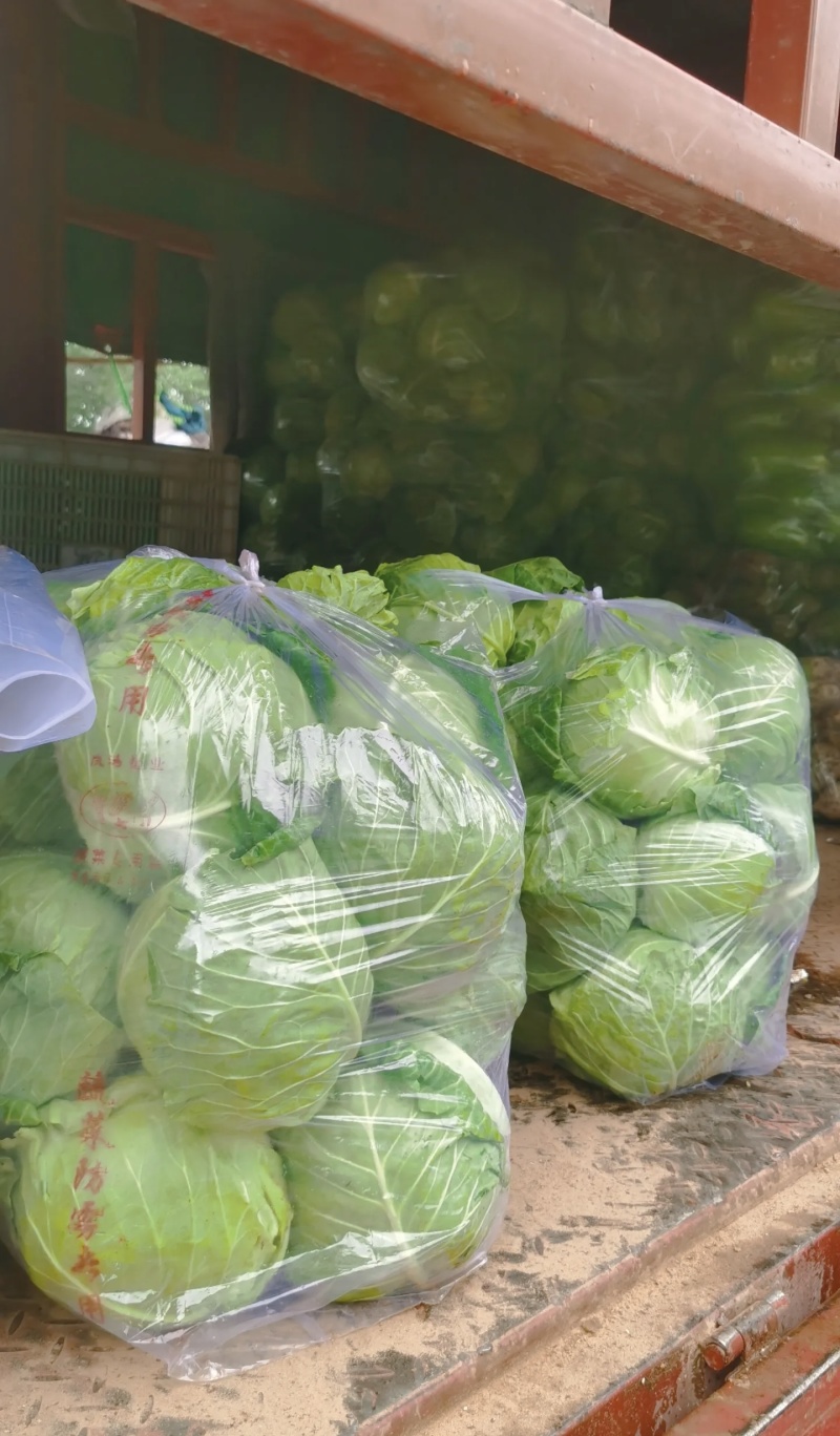 包菜大量有货基地直供品质优可视频看货欢迎咨询来电
