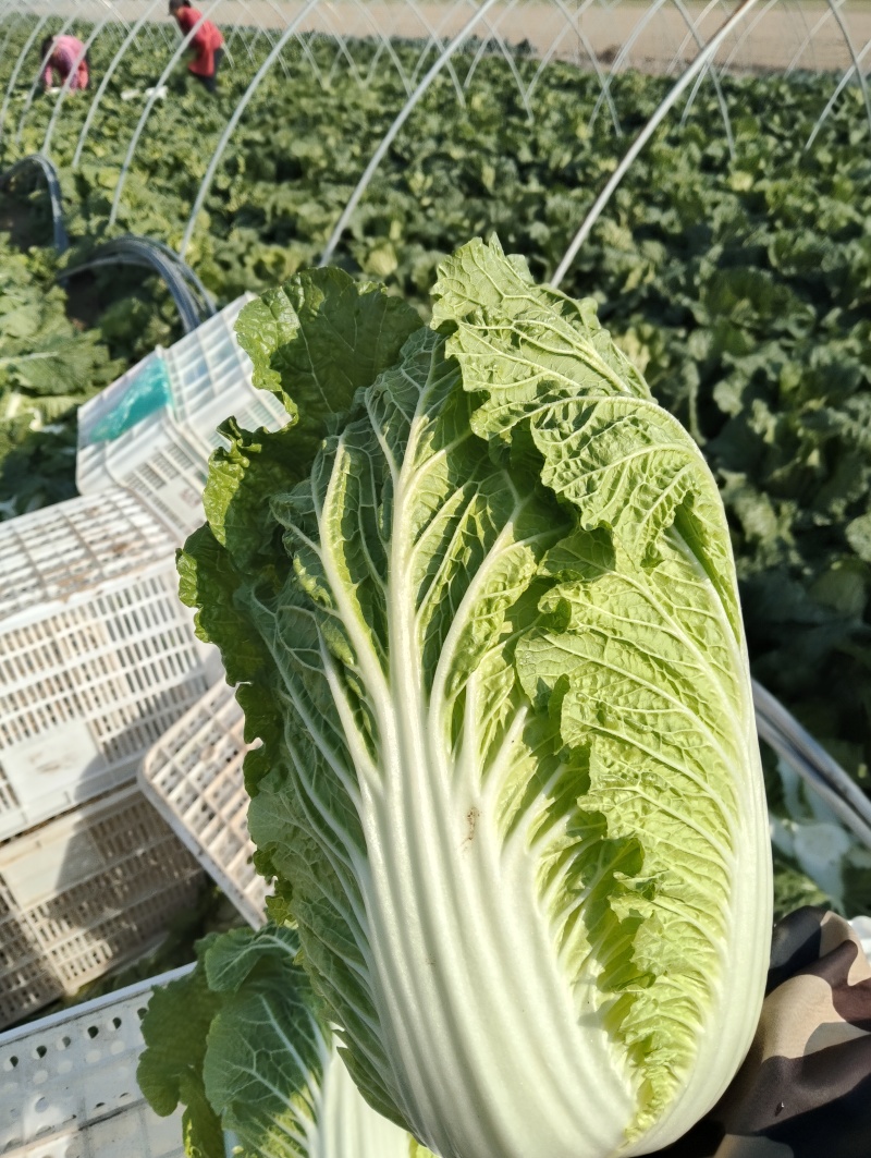 矮颗黄心大白菜