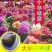 大丽花种球根大丽菊地瓜花根块室内外庭院地栽多年生花卉植物