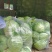 包菜大量有货基地直供品质优可视频看货欢迎咨询来电