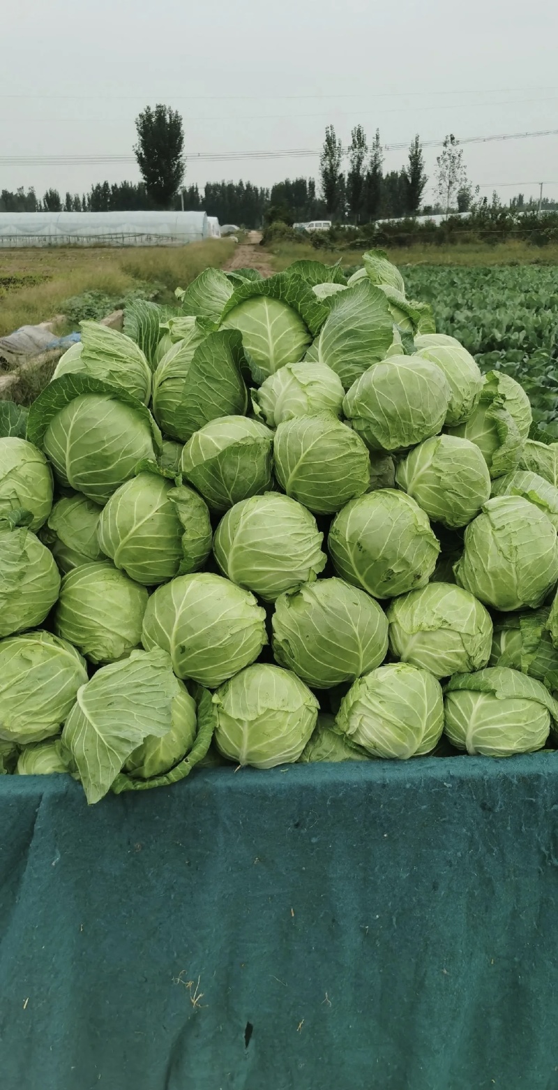包菜大量有货基地直供品质优可视频看货欢迎咨询来电