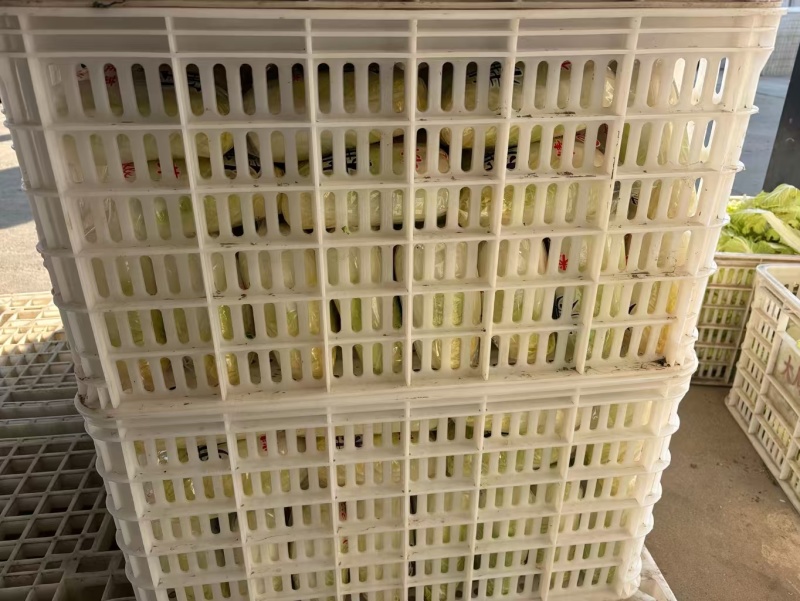 江苏大娃娃菜新鲜上市价格美丽对接全国量大从优价格美丽