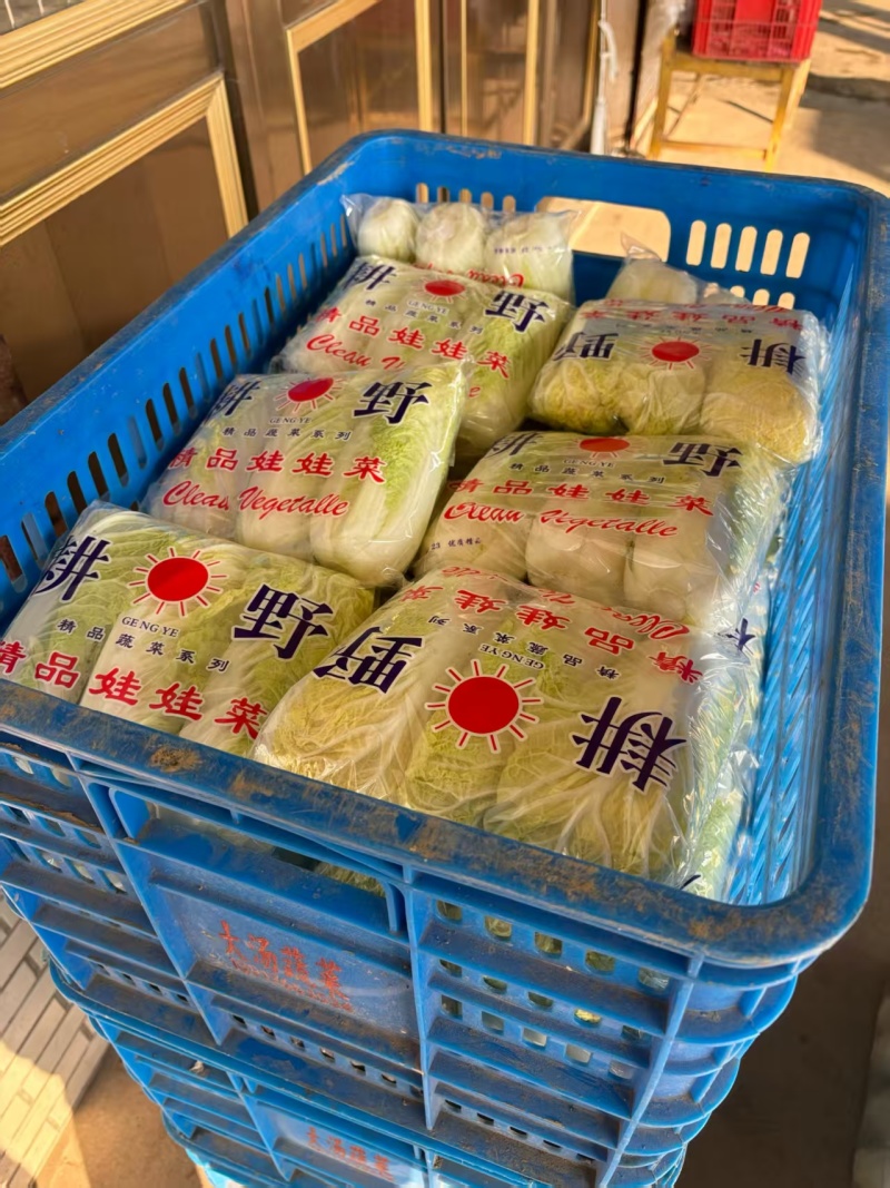 江苏大娃娃菜新鲜上市价格美丽对接全国量大从优价格美丽