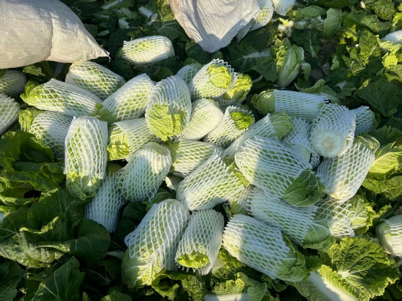 江苏大娃娃菜新鲜上市价格美丽对接全国量大从优价格美丽