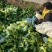 江苏大娃娃菜新鲜上市价格美丽对接全国量大从优价格美丽