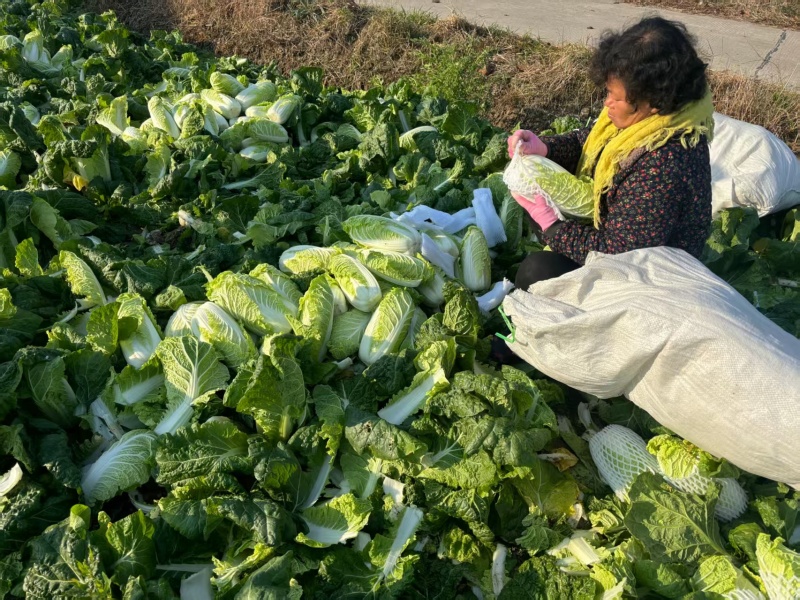 江苏大娃娃菜新鲜上市价格美丽对接全国量大从优价格美丽