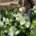 江苏大娃娃菜新鲜上市价格美丽对接全国量大从优价格美丽