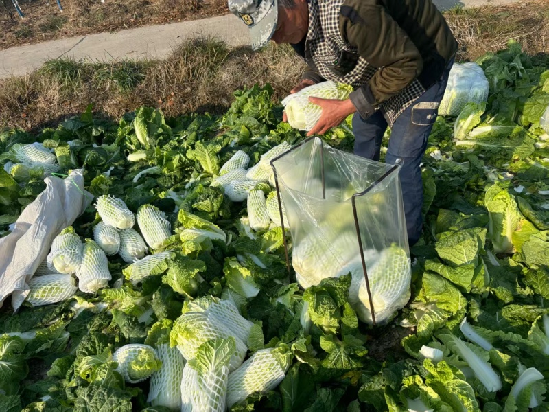 江苏大娃娃菜新鲜上市价格美丽对接全国量大从优价格美丽