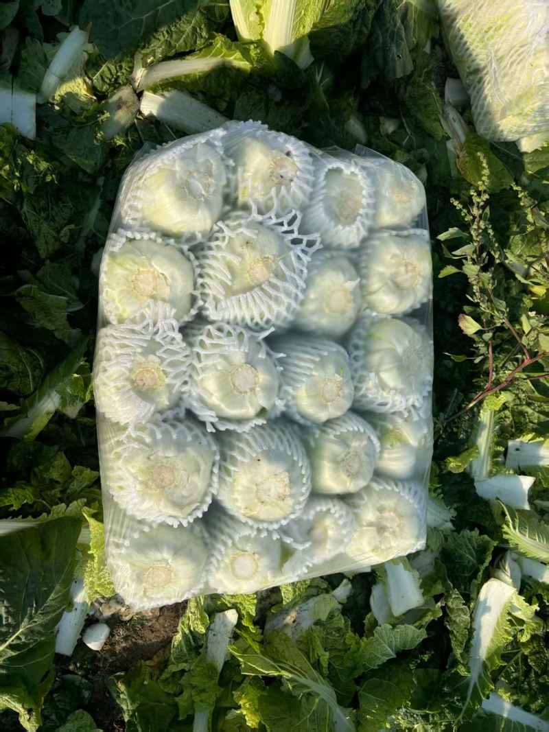江苏大娃娃菜新鲜上市价格美丽对接全国量大从优价格美丽