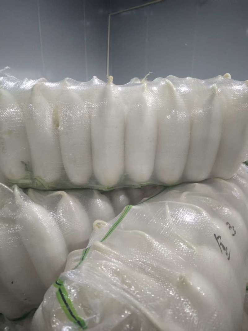 白萝卜大量有货基地直供品质优现摘现发可视频看货
