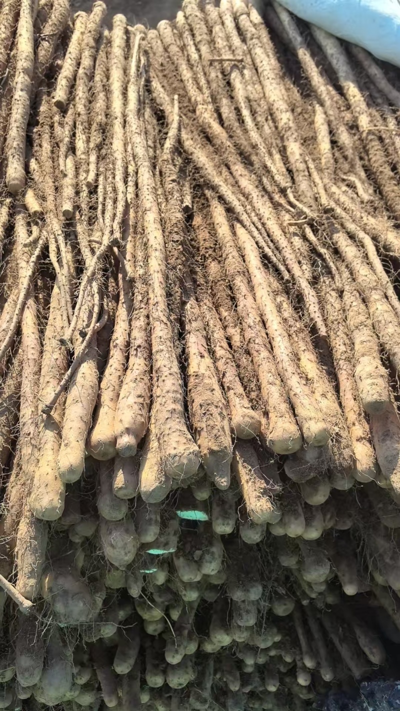 山药/铁棍山药/灵宝产地/对接批发市场采购可代收代卖