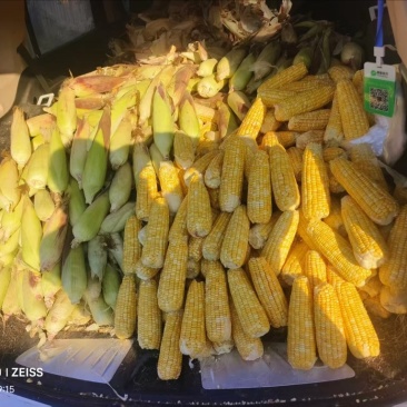 双色鲜玉米棒子3毛一斤有2吨