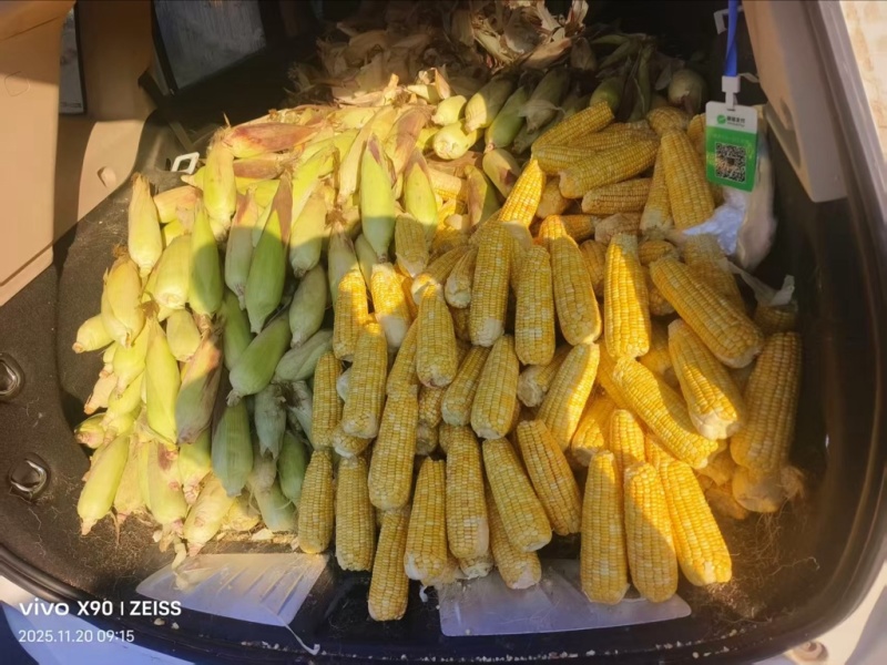 双色鲜玉米棒子3毛一斤有2吨