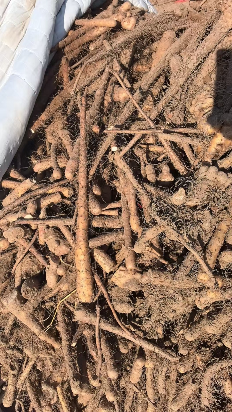 山药/铁棍山药/灵宝产地/对接批发市场采购可代收代卖