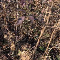 杜梨苗棠梨苗嫁接梨树砧木苗基地直发量大优惠
