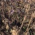杜梨苗棠梨苗嫁接梨树砧木苗基地直发量大优惠
