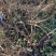 杜梨苗棠梨苗嫁接梨树砧木苗基地直发量大优惠