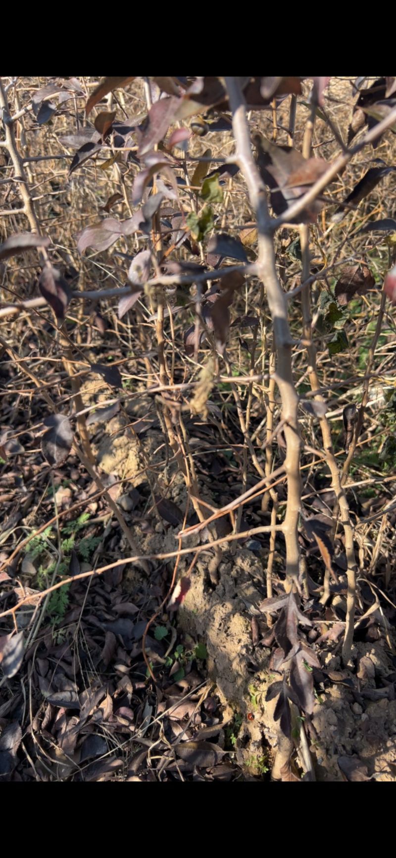 杜梨苗棠梨苗嫁接梨树砧木苗基地直发量大优惠