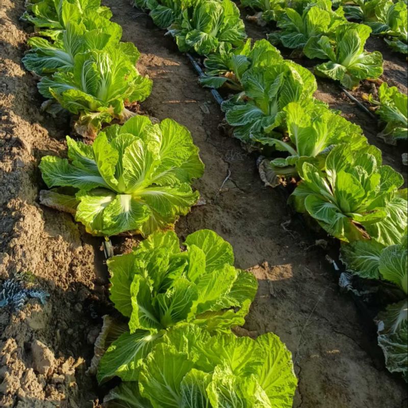 陕西渭南大白菜大量有货产品新鲜产地直发