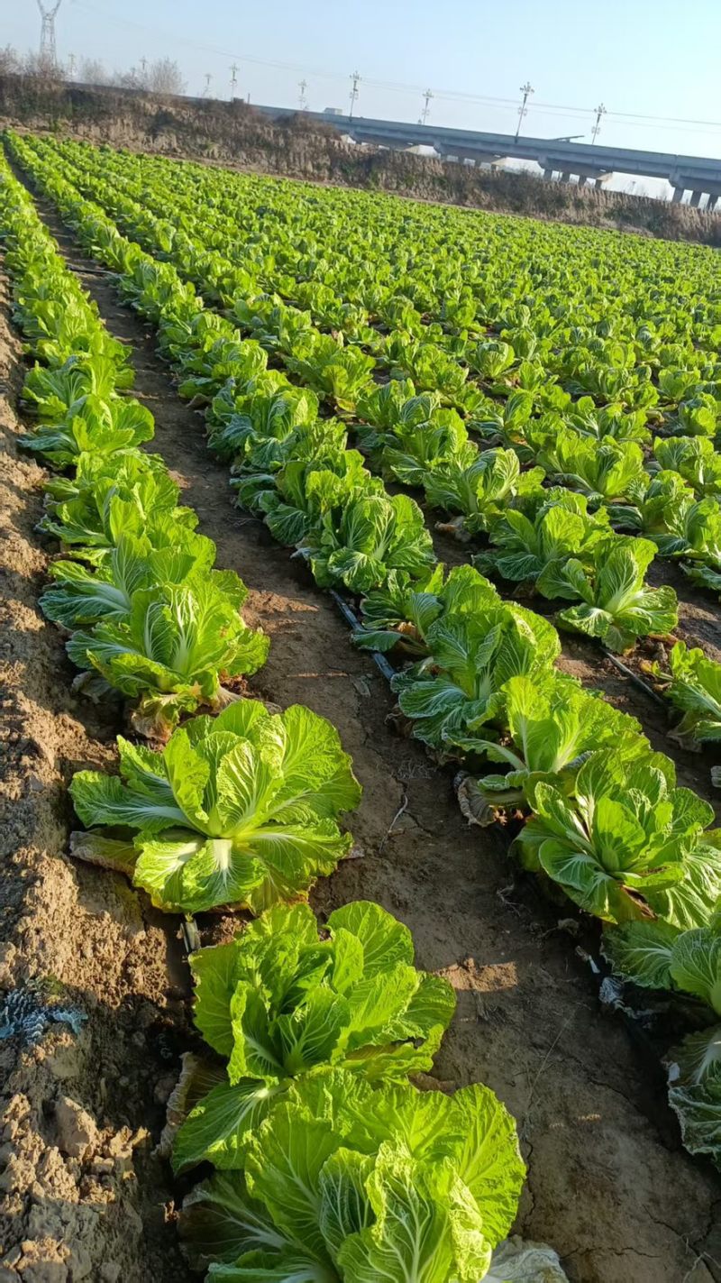 陕西渭南大白菜大量有货产品新鲜产地直发