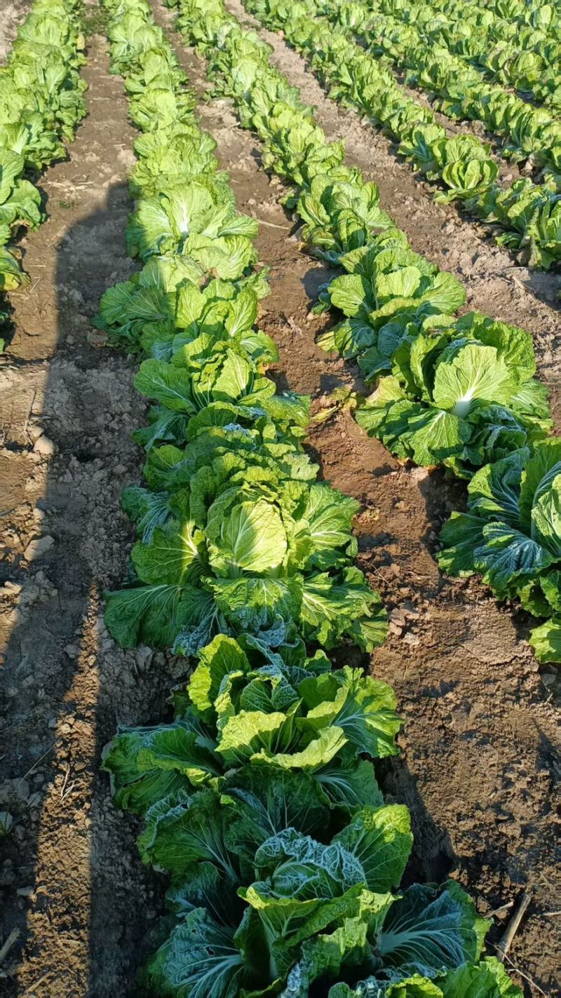 陕西渭南大白菜大量有货产品新鲜产地直发