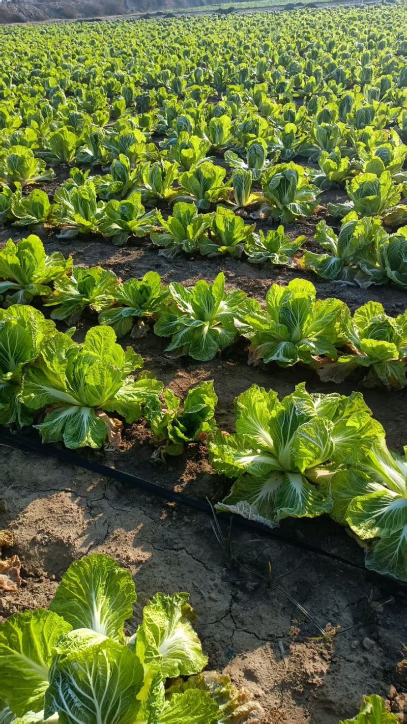 陕西渭南大白菜大量有货产品新鲜产地直发