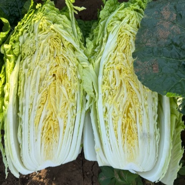 芹菜