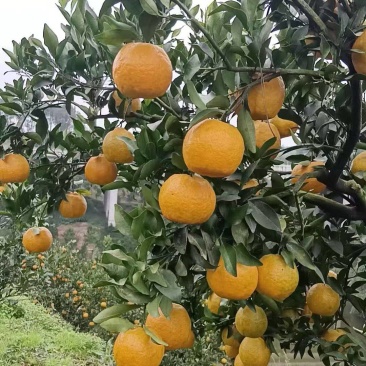 椪柑