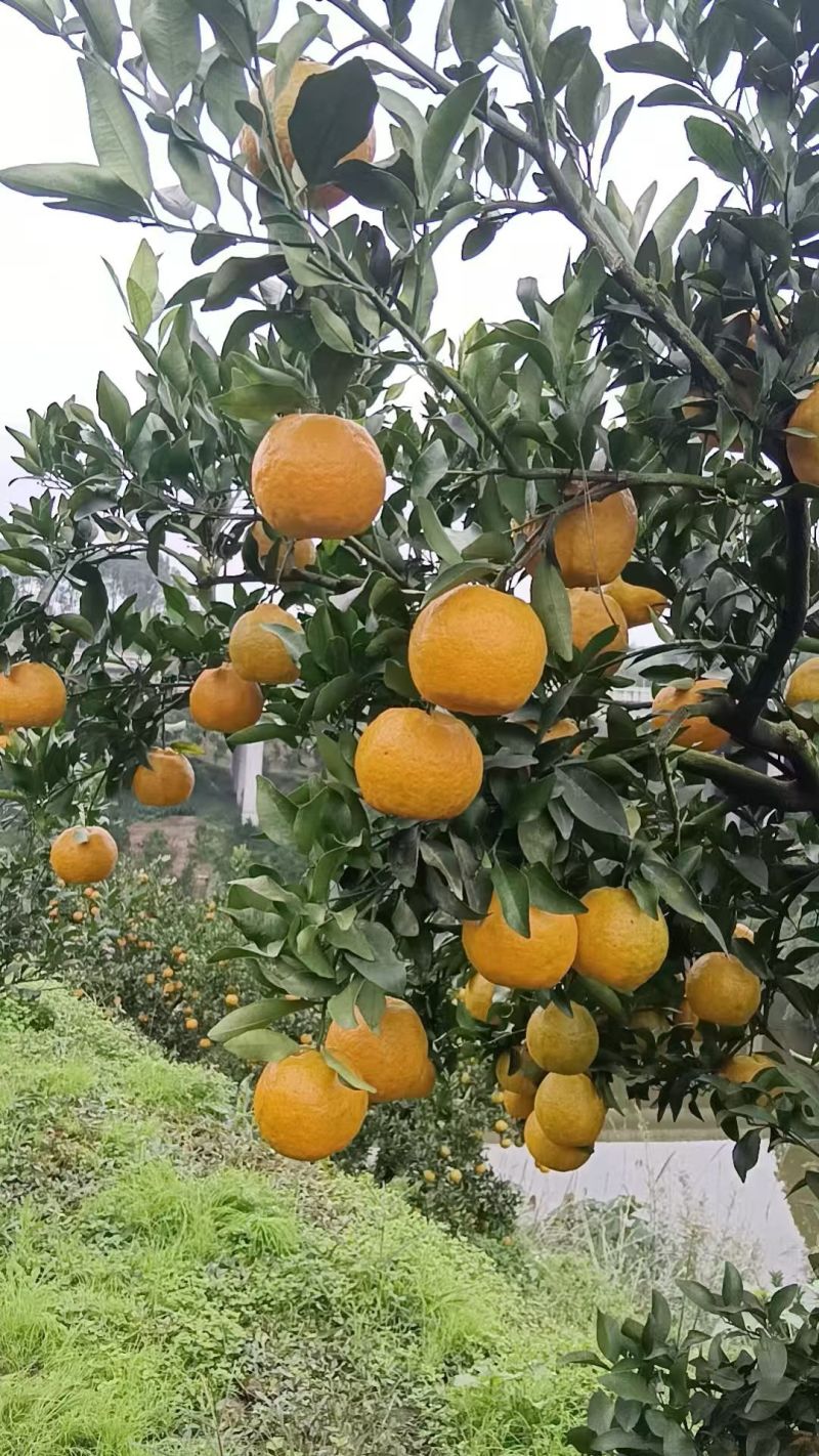 椪柑