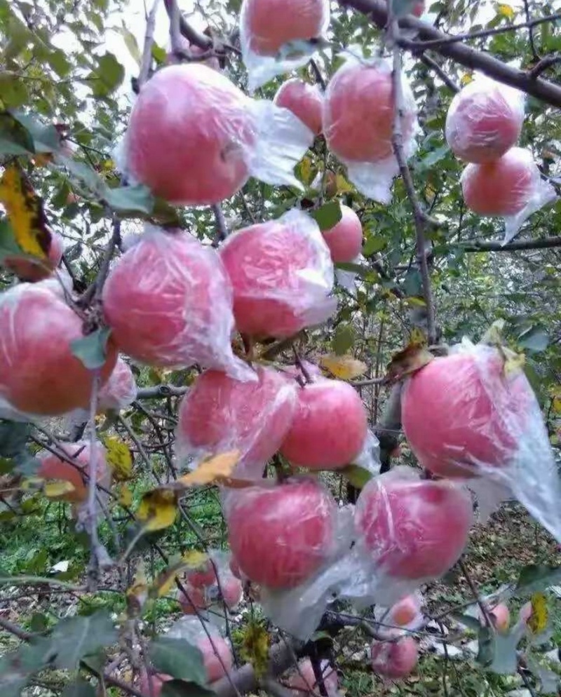 红富士膜代红富士苹果纸加膜产地直销量大从优可视频看货