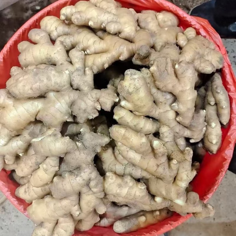 山东产区的优质小黄姜，产地直销，品质保证，常年有货