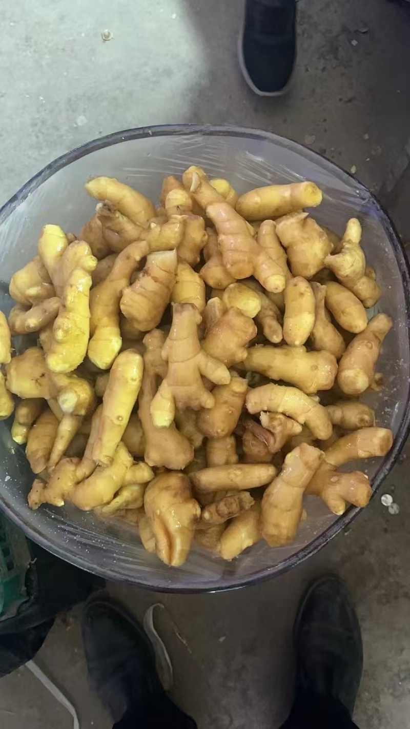 山东产区的优质小黄姜，产地直销，品质保证，常年有货