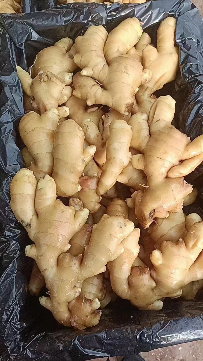 山东产区的优质小黄姜，产地直销，品质保证，常年有货