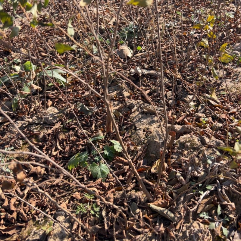 钙果苗欧李苗山地荒地种植红果黄果